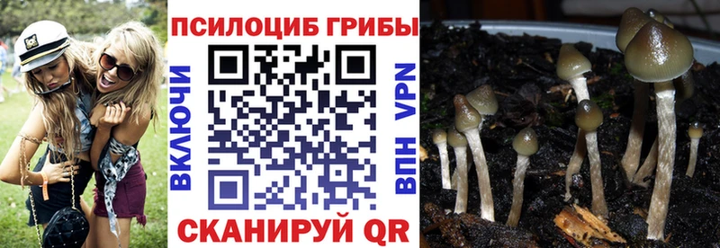 Галлюциногенные грибы Psilocybe Абинск